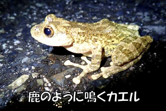 カジカガエル