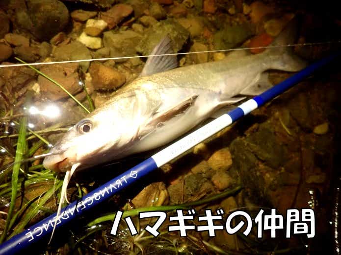 ハマギギの仲間