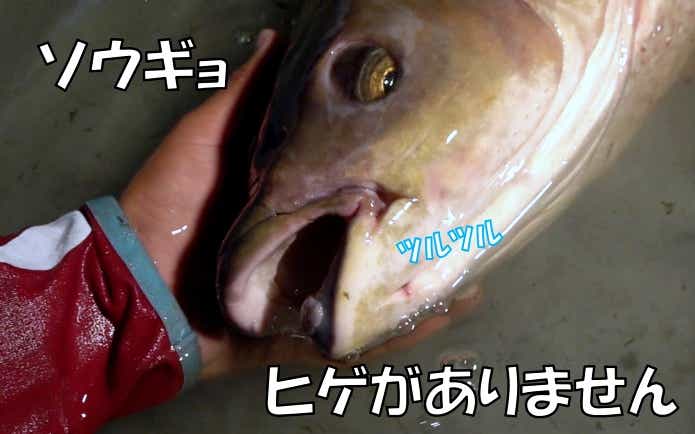 草魚　ひげなし