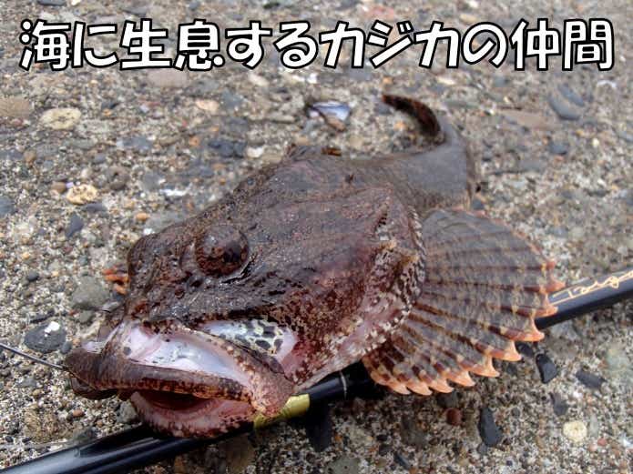 海 カジカ