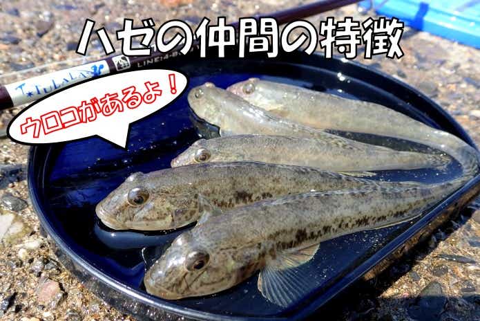 ハゼ