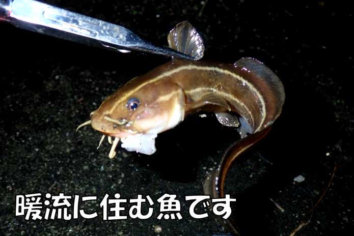 ゴンズイ