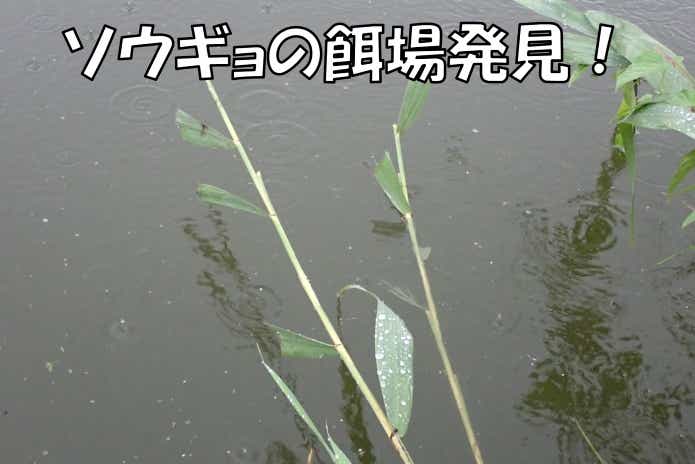 草魚　草　食