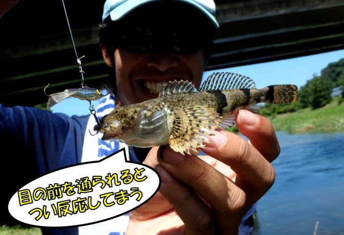 アユカケ　釣り