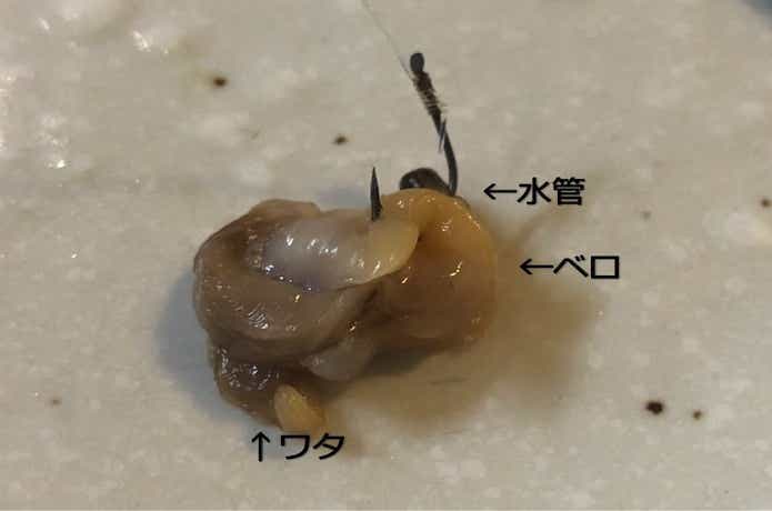 アサリの画像