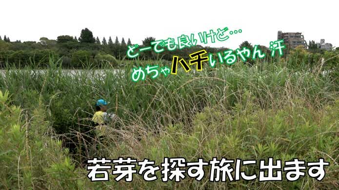 草魚釣り　釣り座