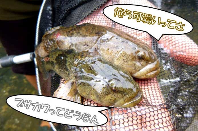 ブサカワな川魚“ドンコ”の釣り方や飼い方に迫る！チゴタラやエゾイソアイナメと混同注意！ | TSURI HACK[釣りハック]