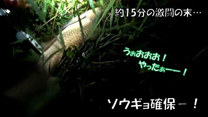 釣り上げた草魚