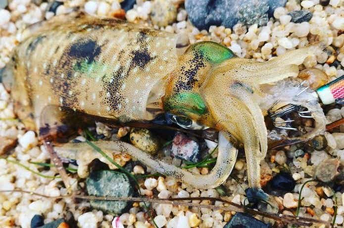 アオリイカの釣果写真