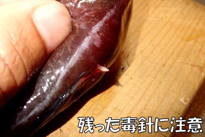 ゴンズイ　毒針