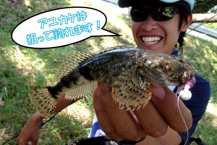 アユカケ　釣り