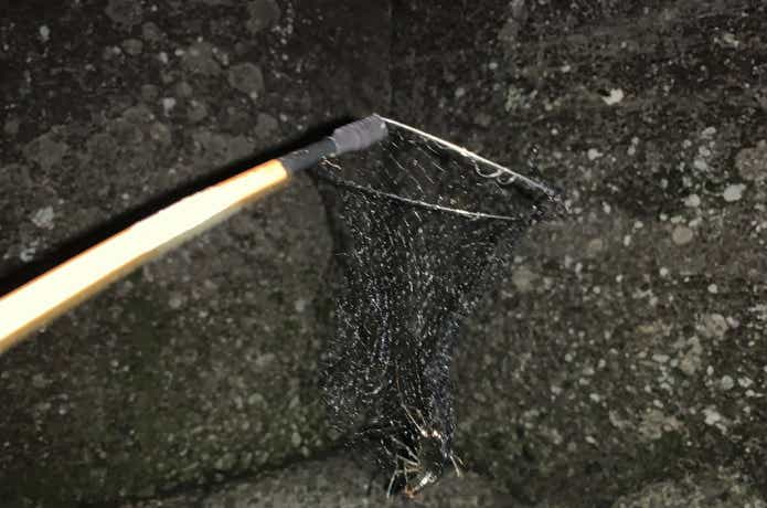 テナガエビ　捕獲