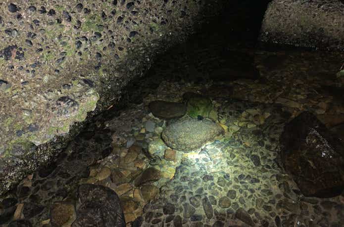 テナガエビ　居場所