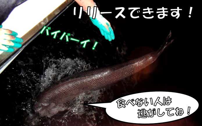 バラムツ　リリース
