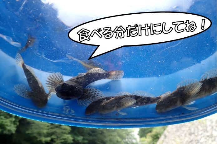 カジカ