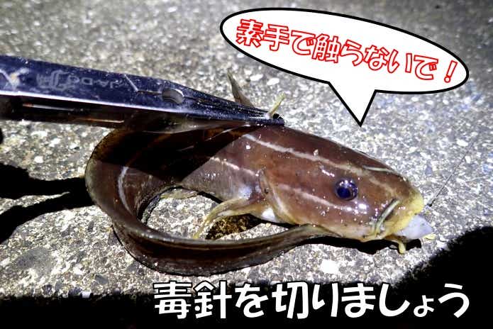 ゴンズイ　毒