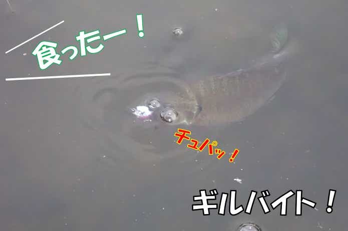 虫ルアー　ギルバイト