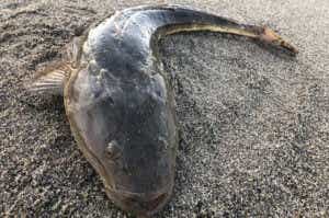 キャロライナリグで釣ったマゴチ