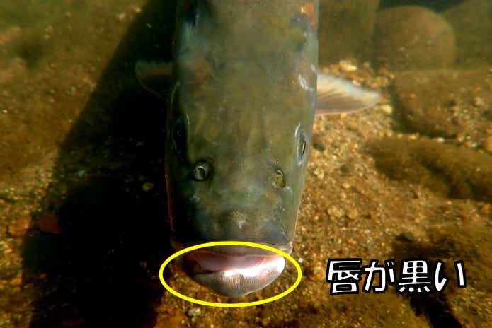 ウケクチウグイの特徴