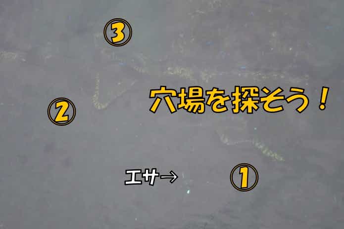 トラウツボ 　穴