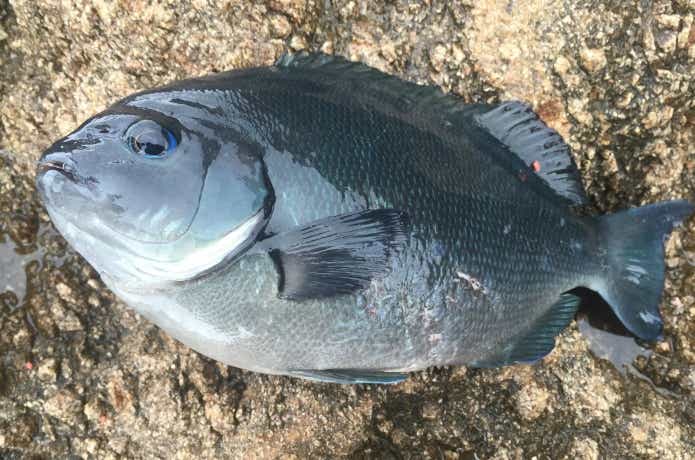 尾長グレの画像