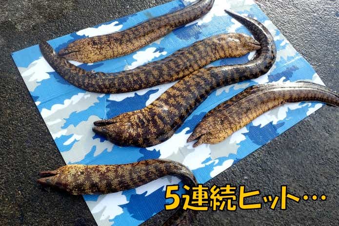 釣り上げたウツボ