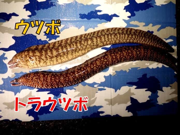 ウツボとトラウツボ 　比較