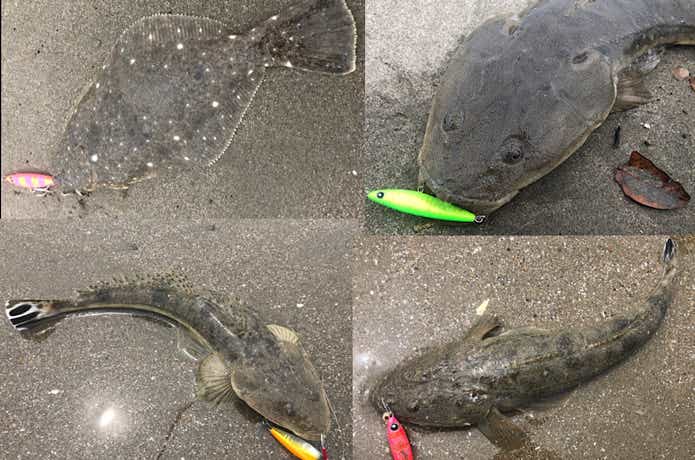 鹿島灘で釣ったヒラメとマゴチ