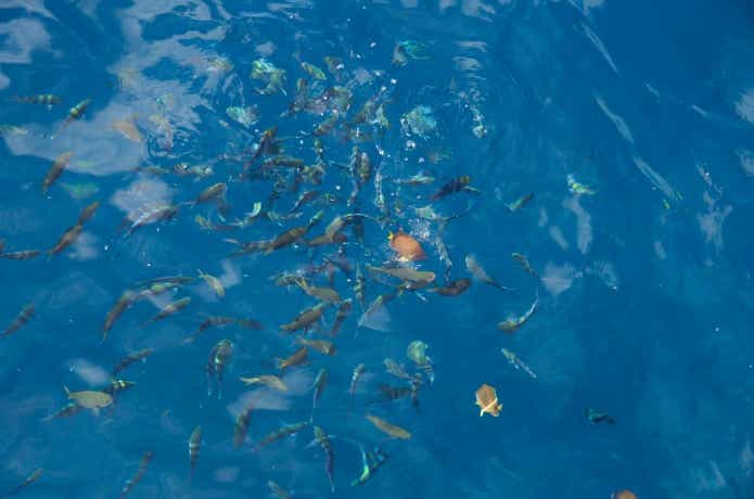 グレ釣りの画像