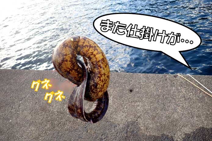 ウツボ　釣れた時