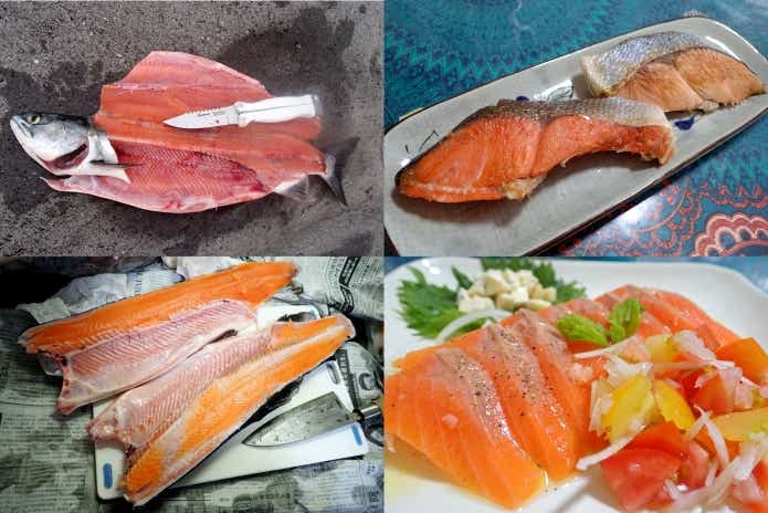 サケ マス　料理