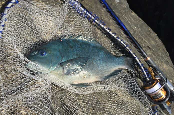 グレ釣りの画像