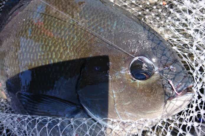 グレ釣りの画像