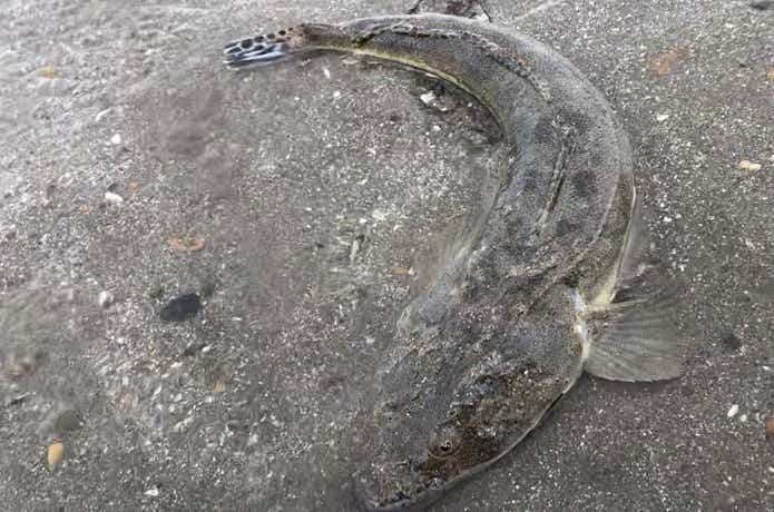 マゴチ釣りの画像