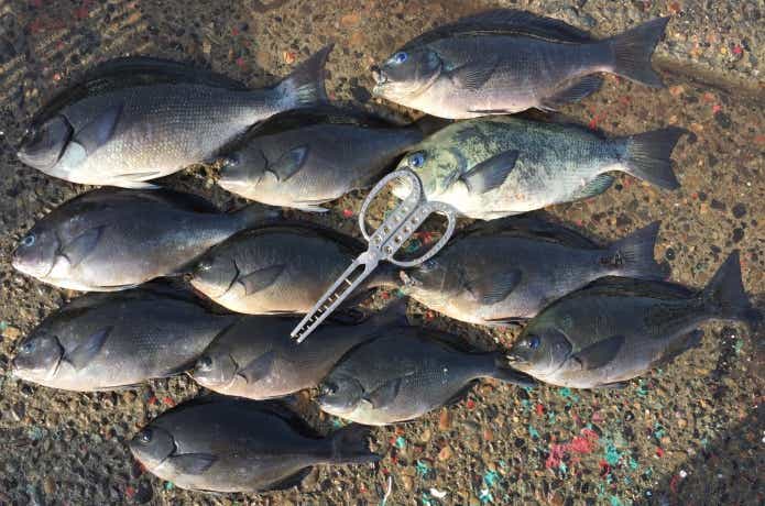 グレ釣りの画像