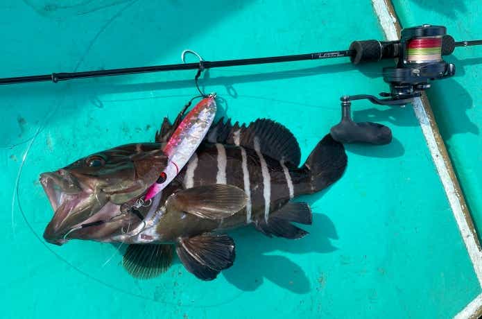 スロージギングで釣ったマハタ