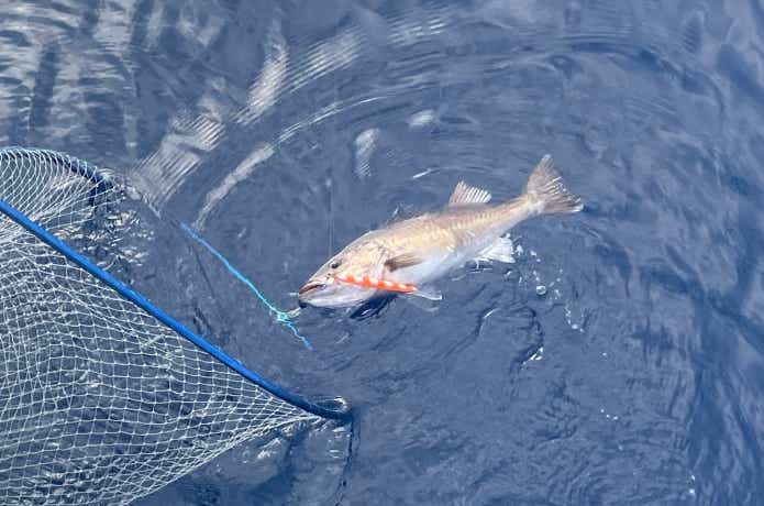 中深海ジギングで釣ったアラ