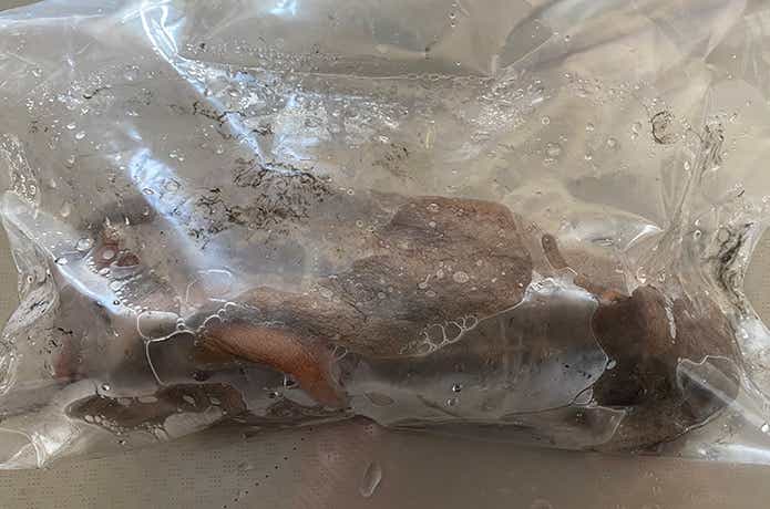 ジップロックに保管したタコ
