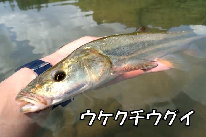 ウケクチウグイ