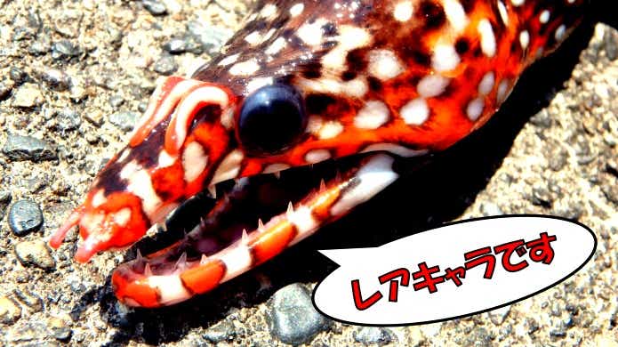 トラウツボ 