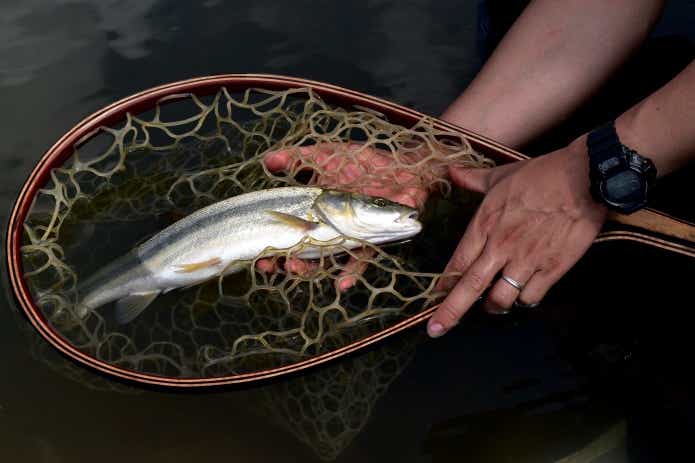 ウケクチウグイ　釣り