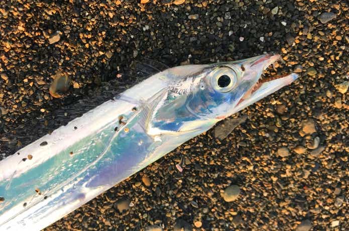 タチウオ釣りの画像