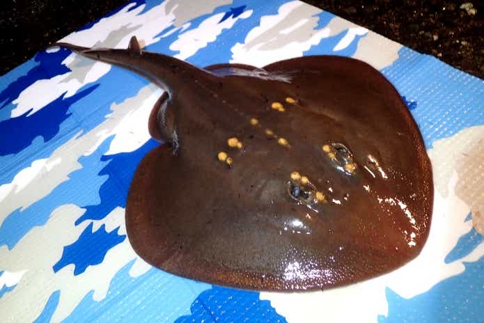 ウチワザメ