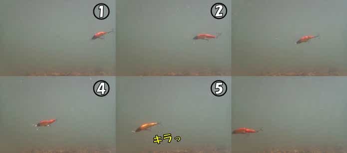 ドクターミノージョイント　水中　アクション