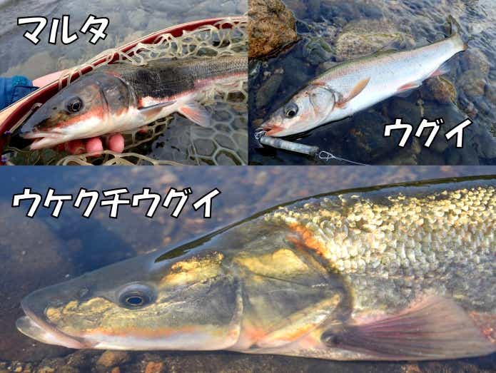 ウケクチウグイ　見分け方