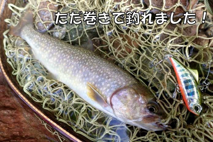 リュウキ バイブ　イワナ