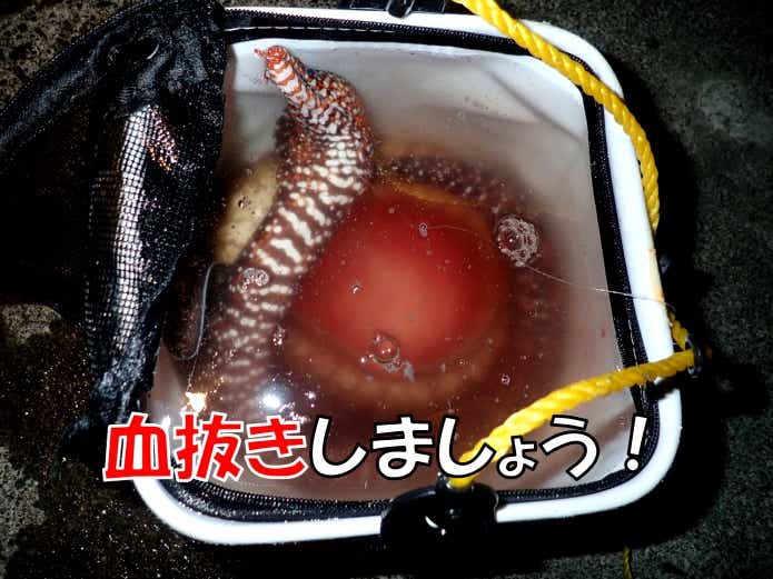 トラウツボ 　血抜き