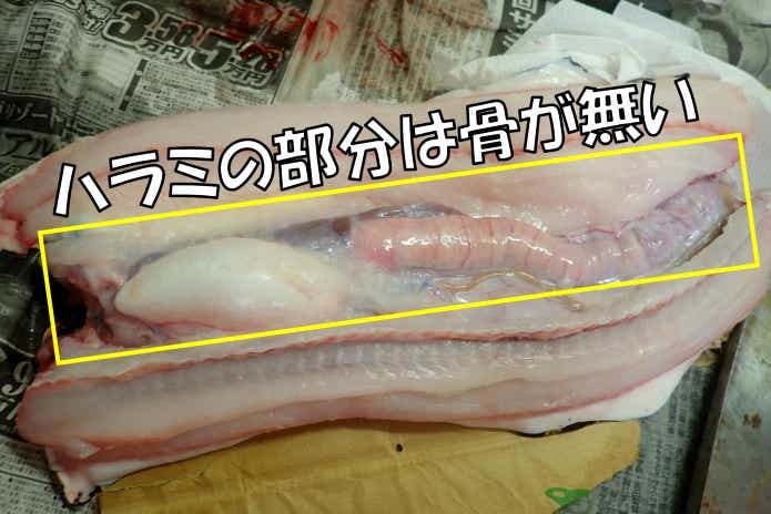 トラウツボ　捌く