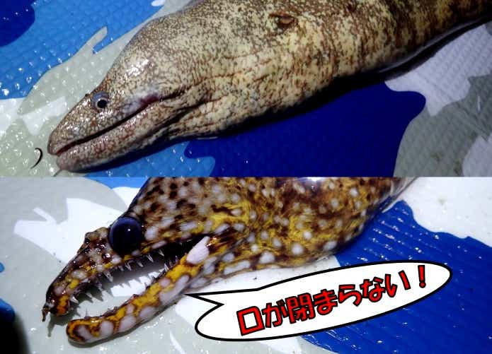 トラウツボ 　見分け方