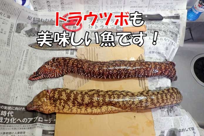 トラウツボ 　美味